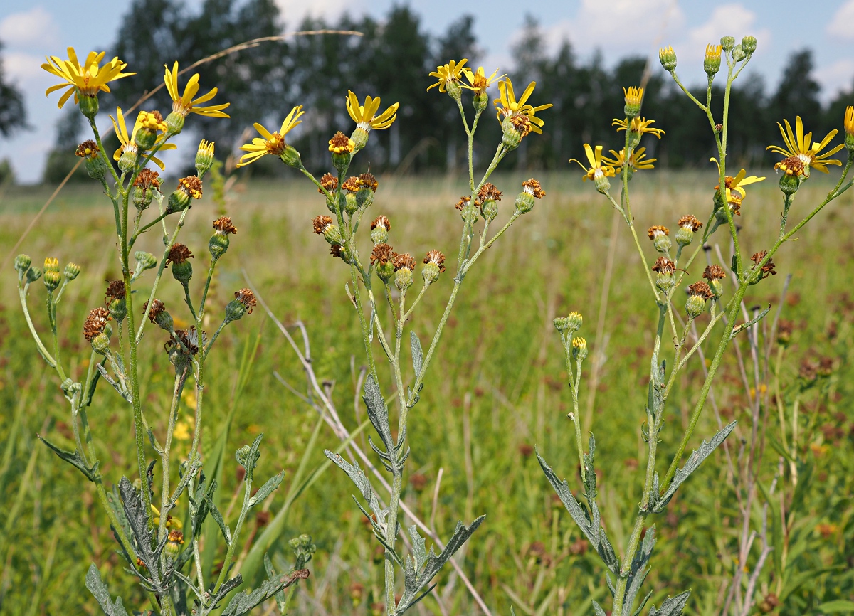 Изображение особи Senecio grandidentatus.