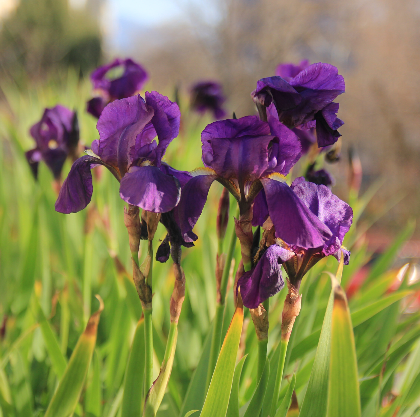 Изображение особи Iris germanica.