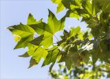 Platanus × acerifolia. Верхушка ветви с соплодиями. Турция, г. Анталья, Dokuma Park, в культуре. 01.06.2024.