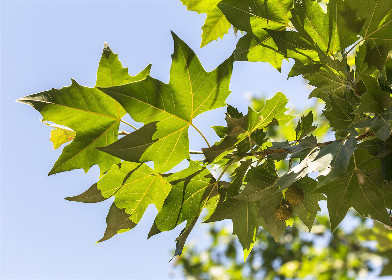 Image of Platanus &times; acerifolia specimen.