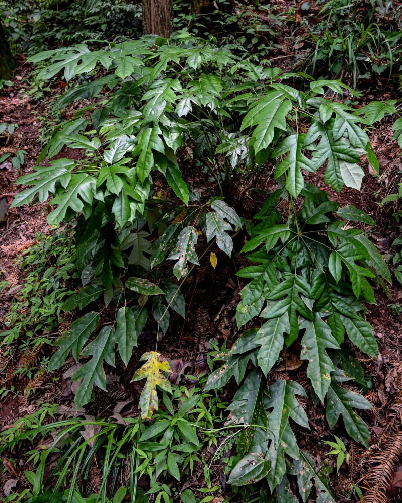 Image of Heptapleurum delavayi specimen.