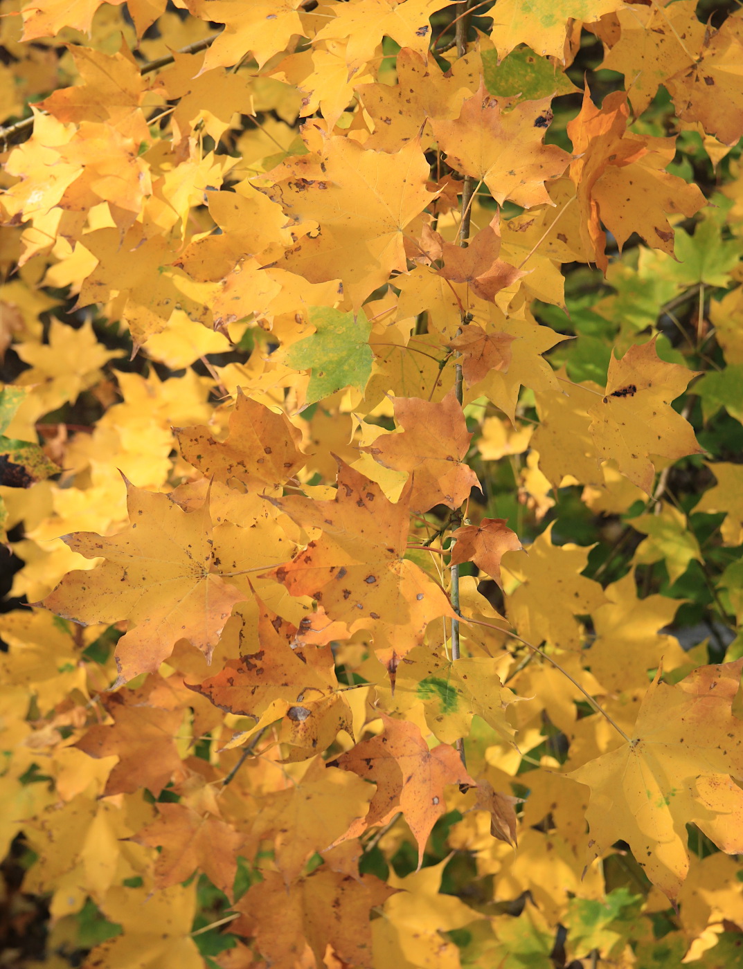 Image of Acer cappadocicum specimen.