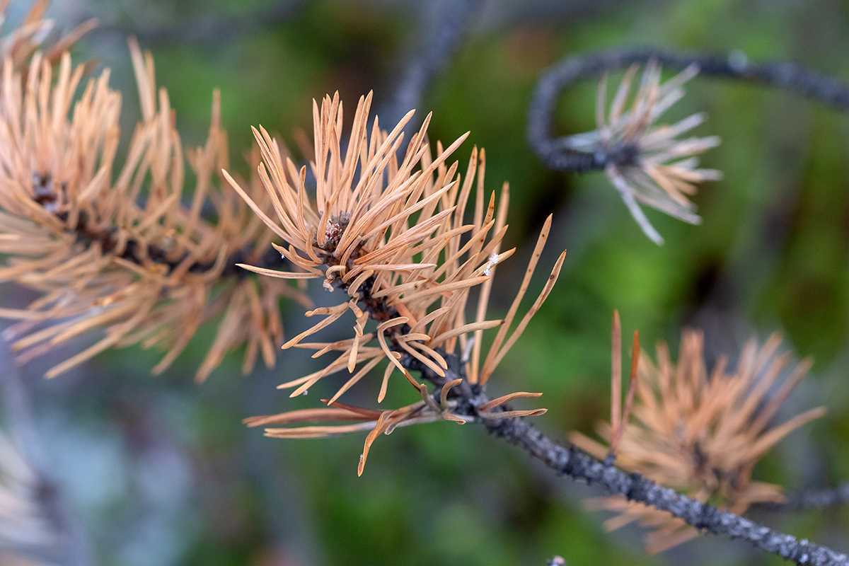 Image of Pinus friesiana specimen.