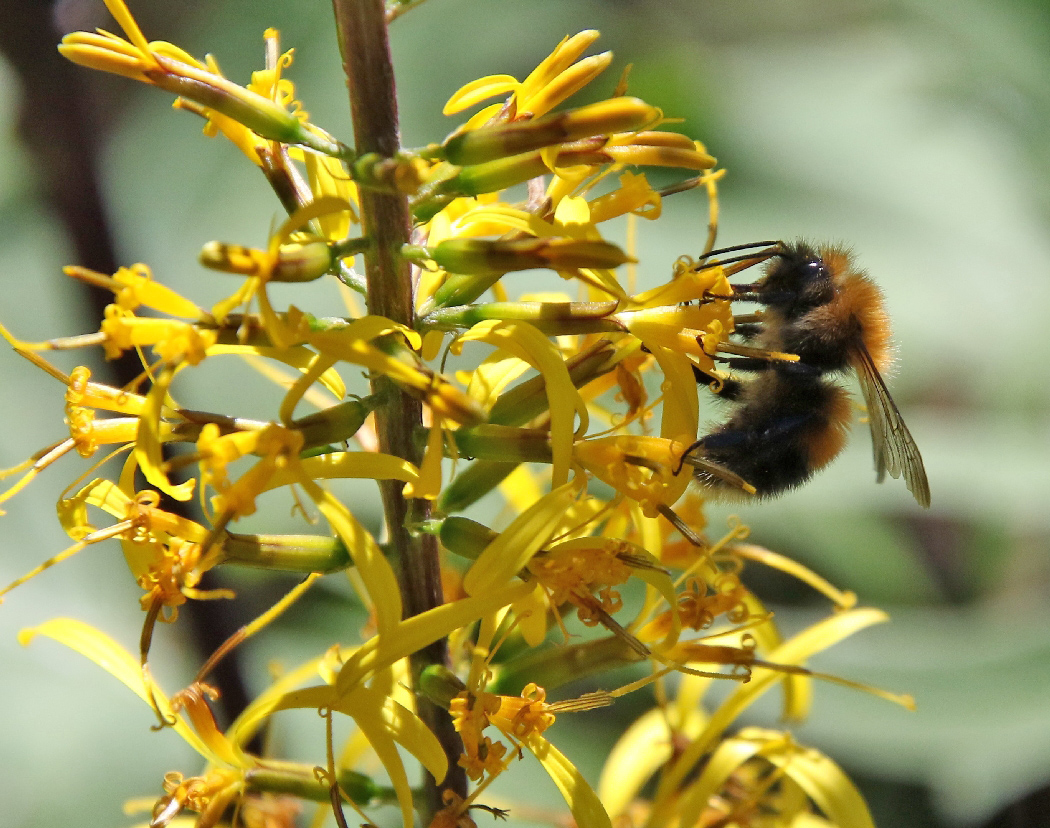 Изображение особи Ligularia przewalskii.