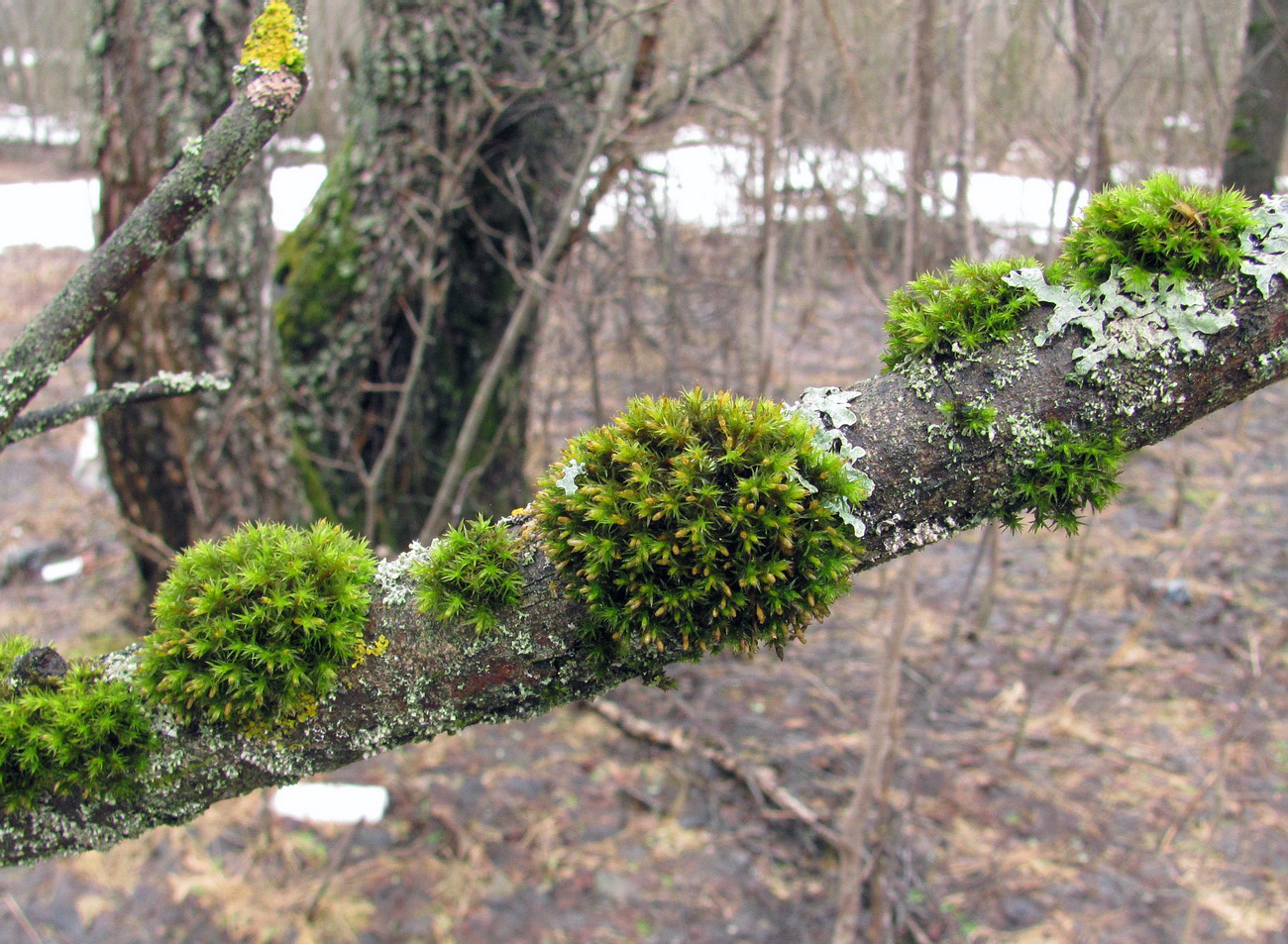 Image of Lewinskya speciosa specimen.