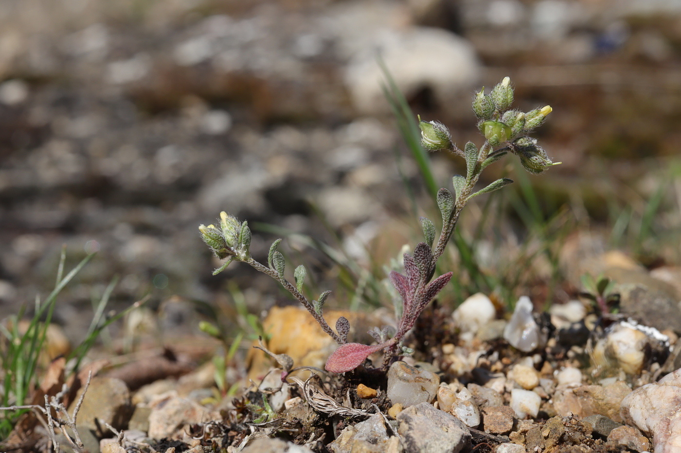 Image of Alyssum smyrnaeum specimen.