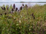 Смотреть изображение Veronica teucrium