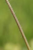 View full-size image genus Pilosella