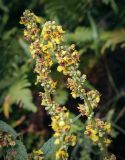 Смотреть изображение Verbascum nigrum