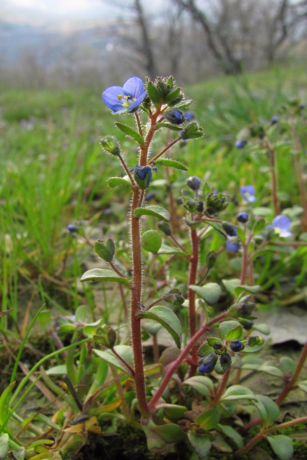 Image of Veronica acinifolia specimen.