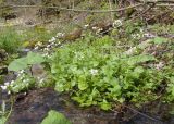 View full-size image Cardamine tenera