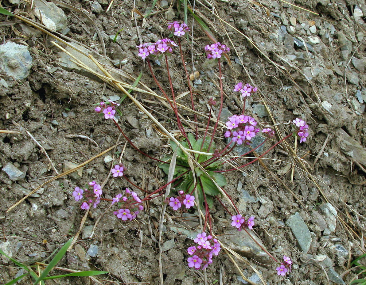 Image of Androsace sajanensis specimen.