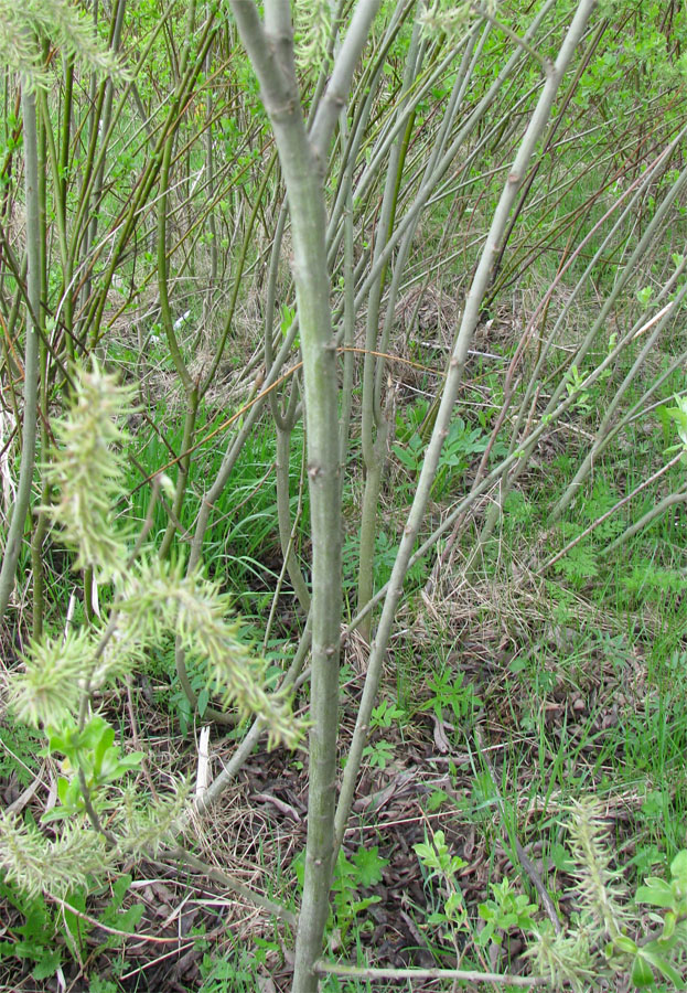 Image of Salix cinerea specimen.