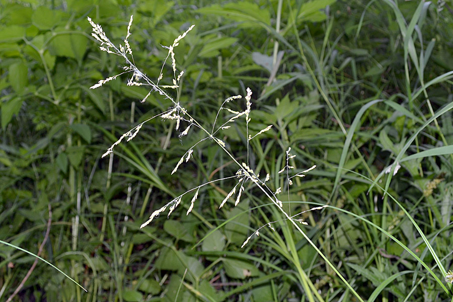 Изображение особи Poa sylvicola.