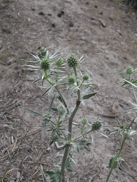 Изображение особи Eryngium planum.