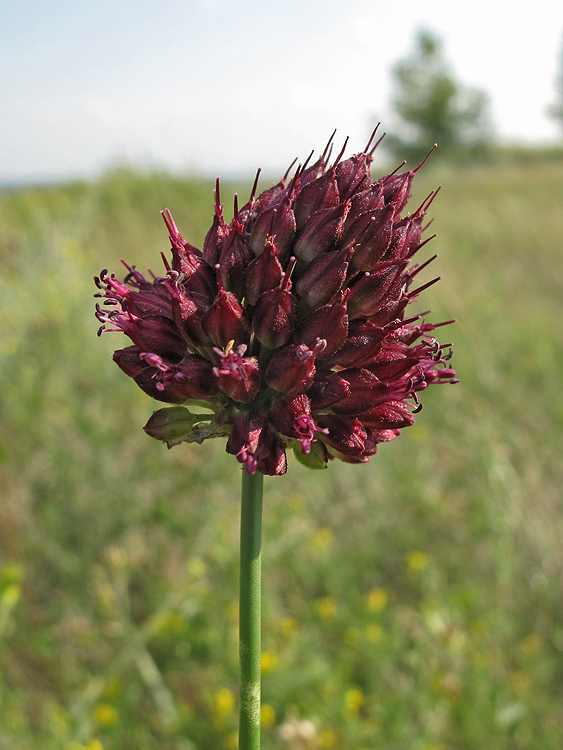 Image of Allium sphaerocephalon specimen.