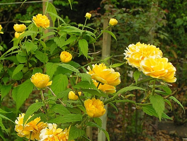 Изображение особи Kerria japonica var. pleniflora.