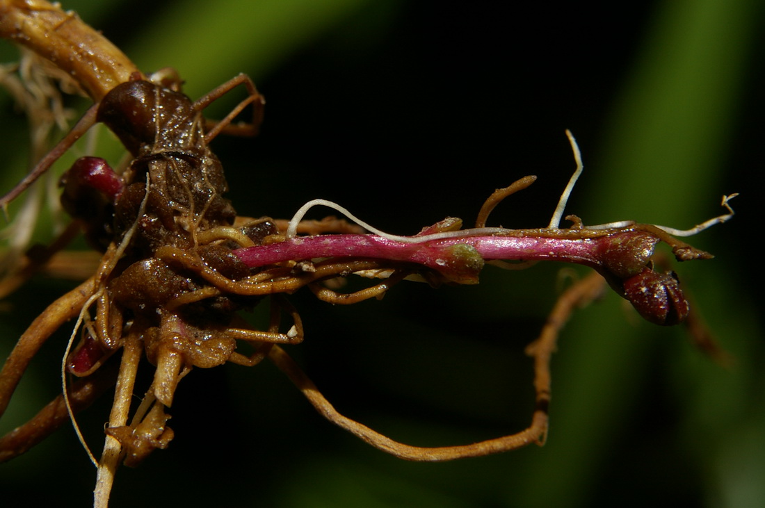 Image of Epilobium consimile specimen.