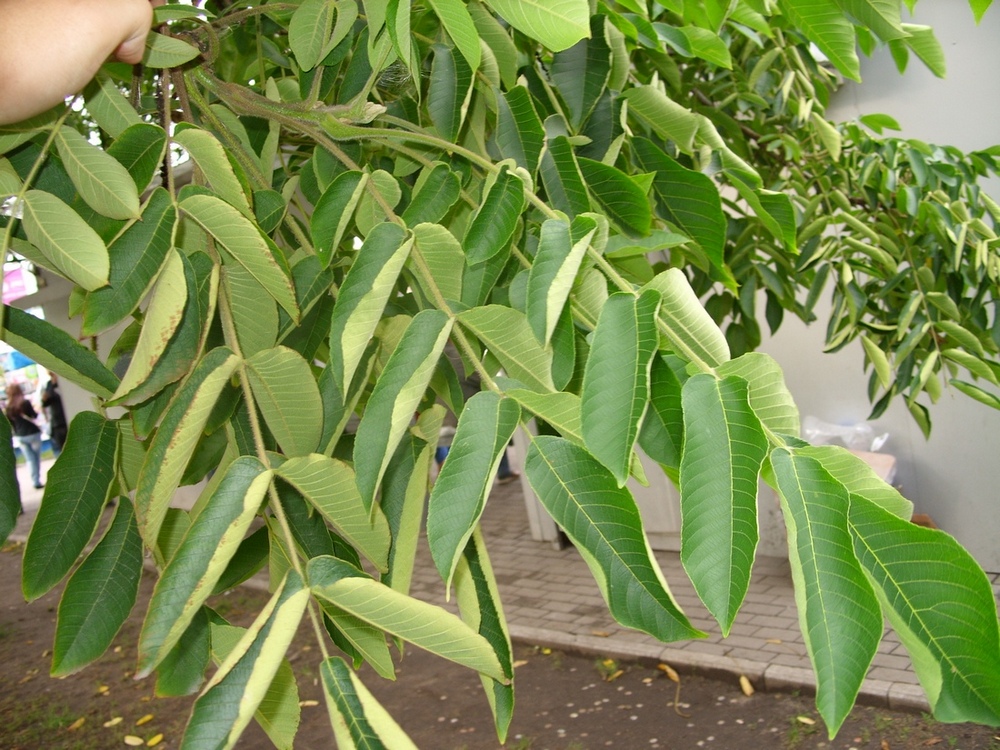 Image of genus Juglans specimen.