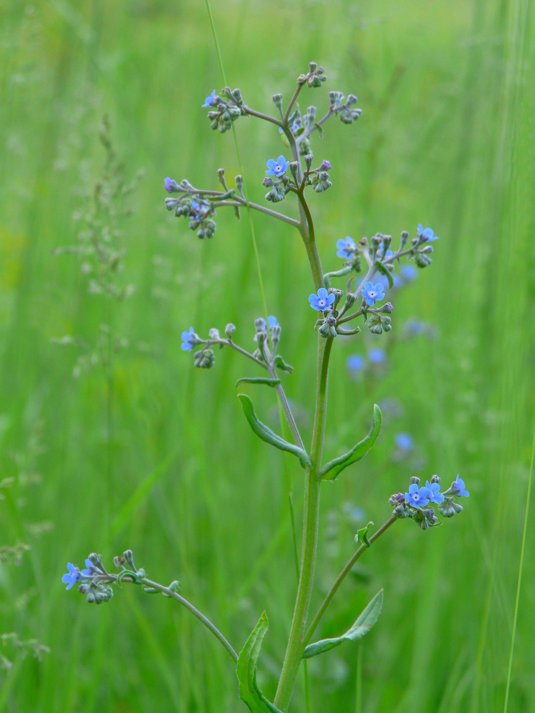 Изображение особи Cynoglottis barrelieri.