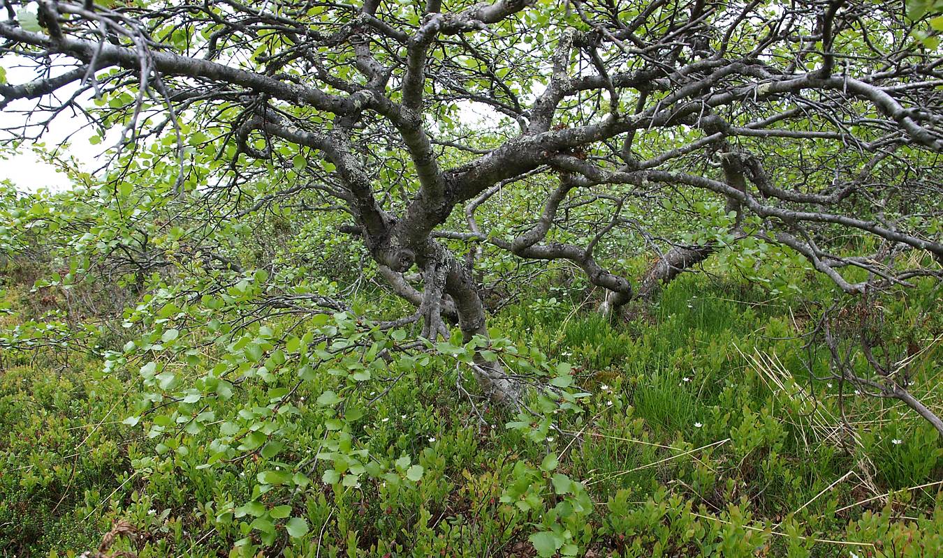 Изображение особи Betula czerepanovii.