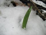 Trachycarpus fortunei