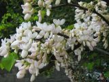 Cercis siliquastrum. Часть ветви с соцветиями. Крым, Ялта, в культуре. 1 мая 2012 г.