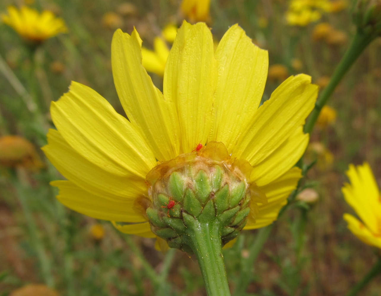 Image of Glebionis coronaria specimen.