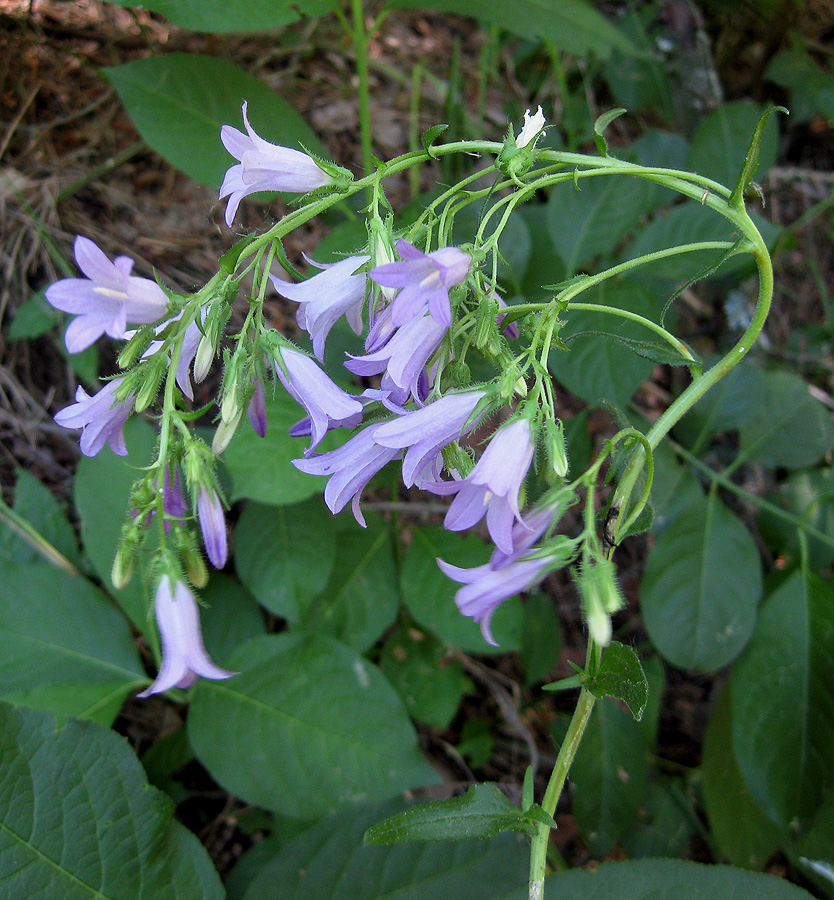 Изображение особи род Campanula.