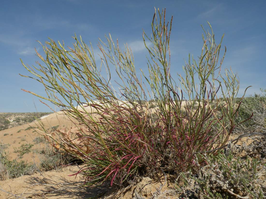 Image of Rhammatophyllum pachyrhizum specimen.