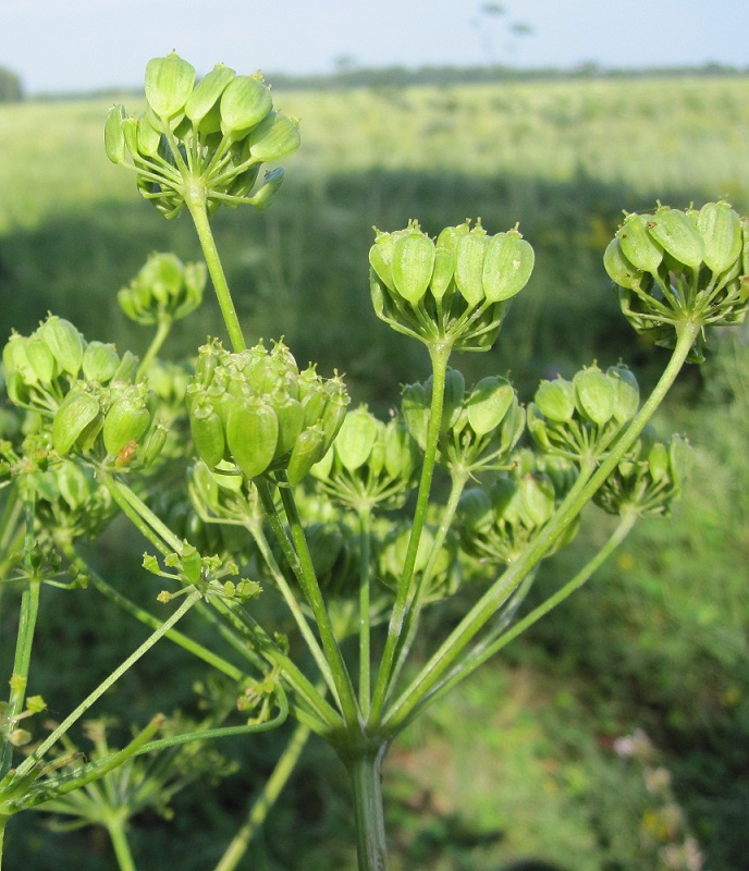 Изображение особи Heracleum sibiricum.