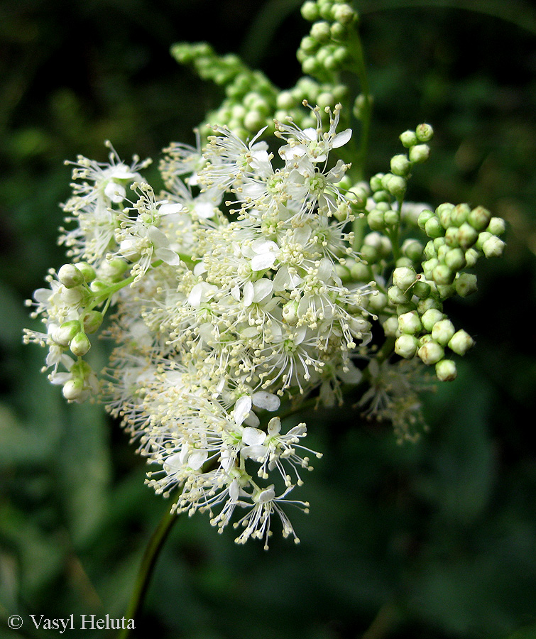 Image of Filipendula ulmaria specimen.