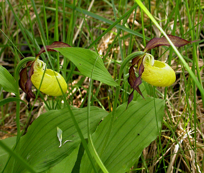 Изображение особи Cypripedium calceolus.