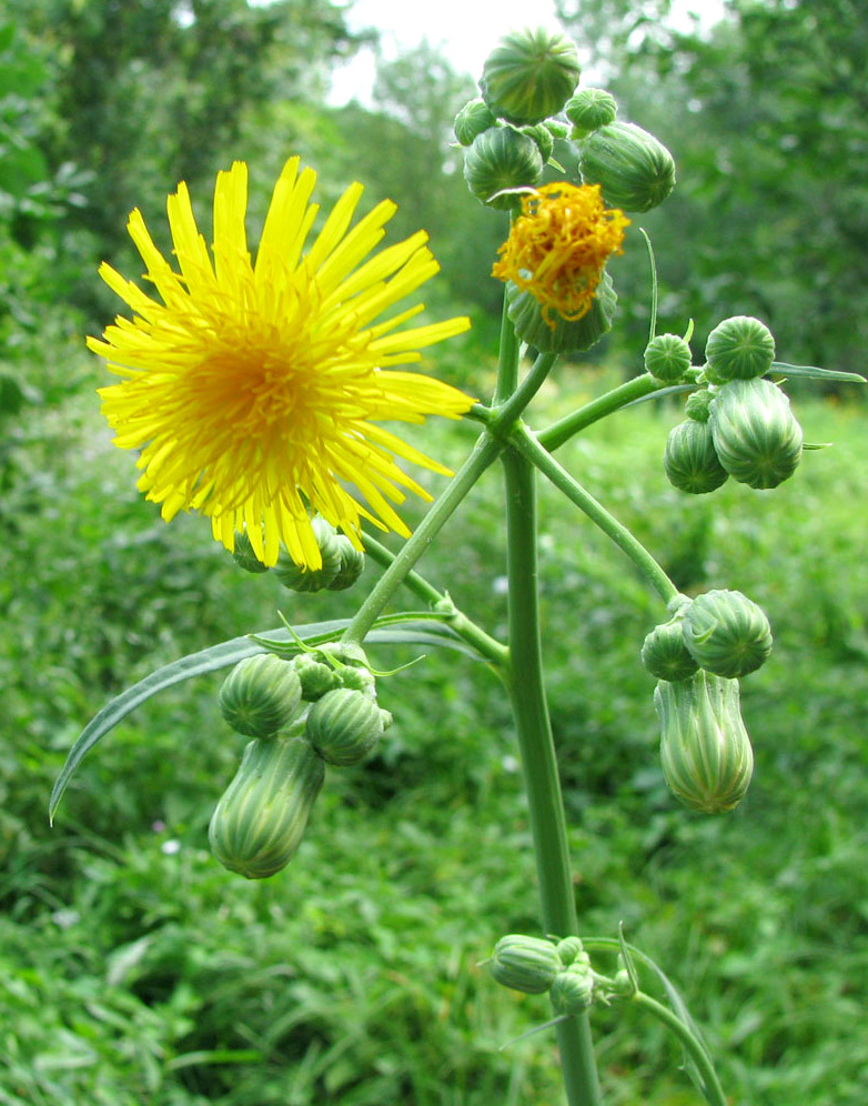 Image of Sonchus arvensis ssp. uliginosus specimen.