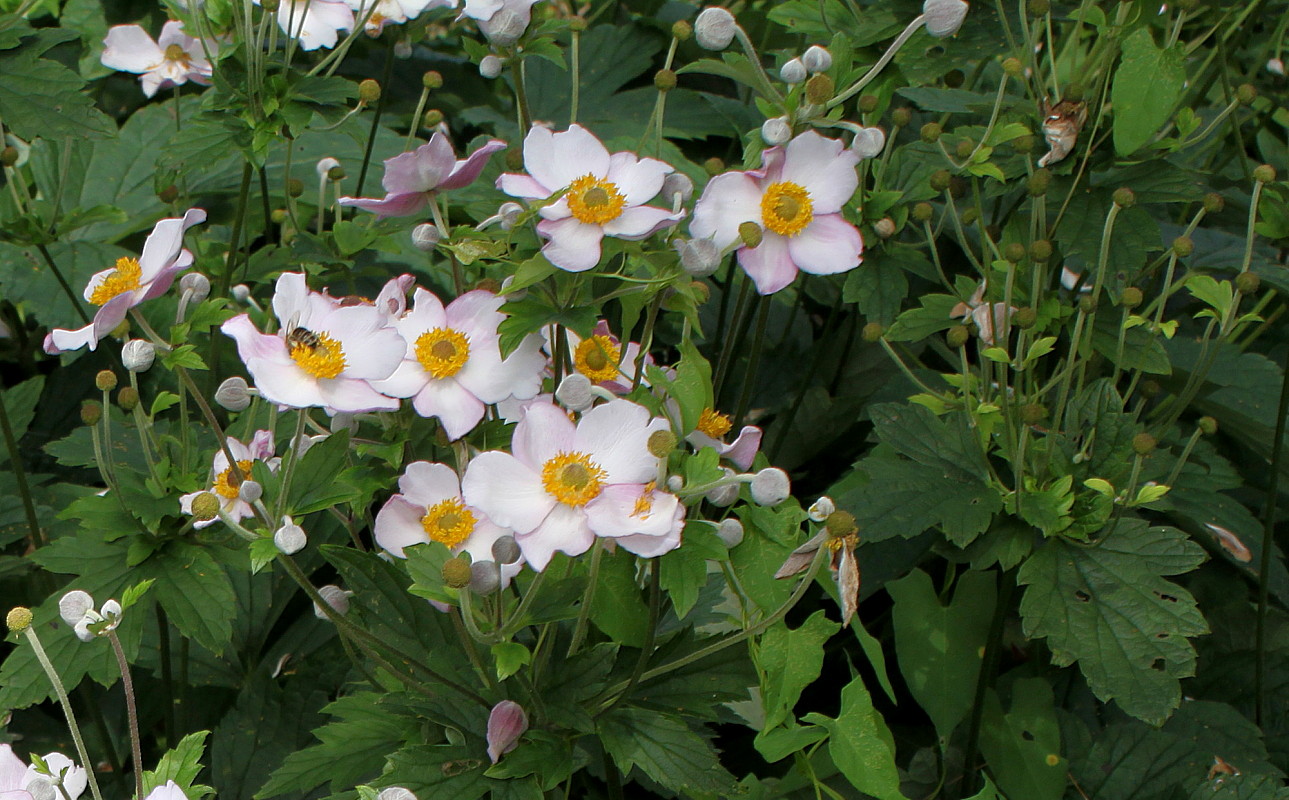 Image of Anemone hupehensis specimen.