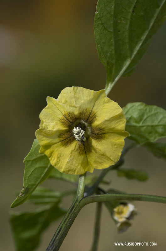 Image of Physalis ixocarpa specimen.