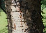Araucaria araucana. Средняя часть ствола взрослого дерева. Германия, г. Krefeld, ботанический сад. 16.09.2012.