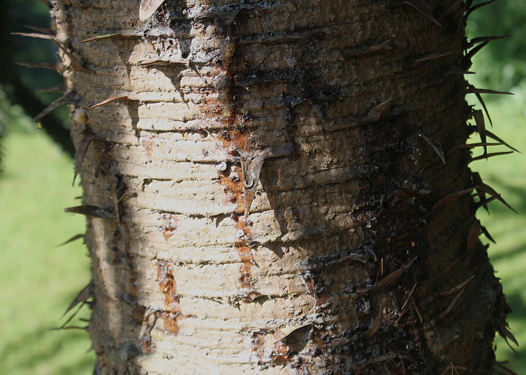 Изображение особи Araucaria araucana.