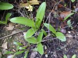 Orchis punctulata. Вегетирующее растение. Israel, Mount Carmel. 17.01.2006.