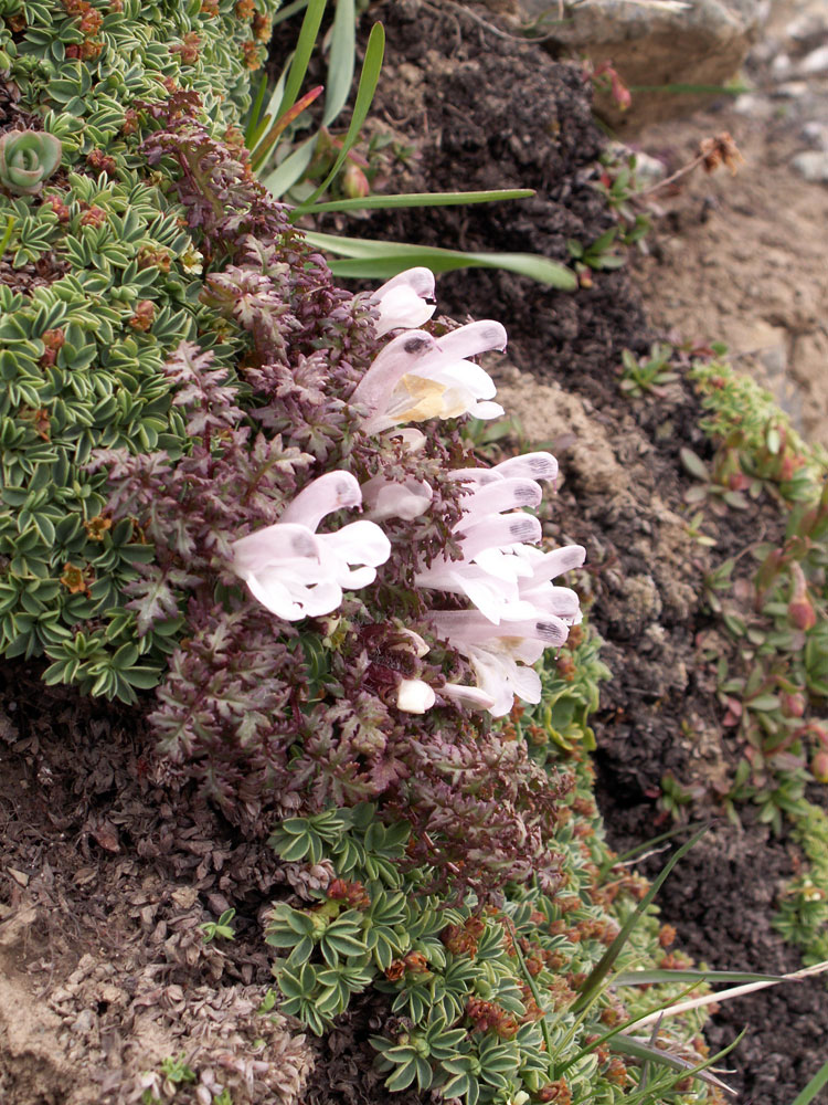 Изображение особи Pedicularis maximowiczii.