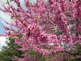 Cercis canadensis. Часть кроны цветущго дерева. Украина, г. Кривой Рог, Ботанический сад НАН Украины. 10.05.2009.