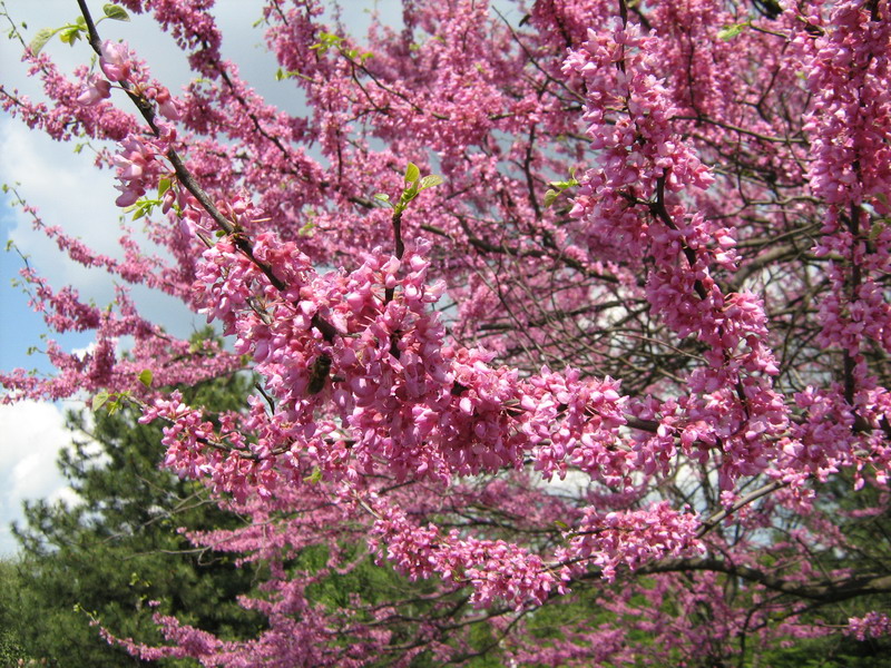 Image of Cercis canadensis specimen.