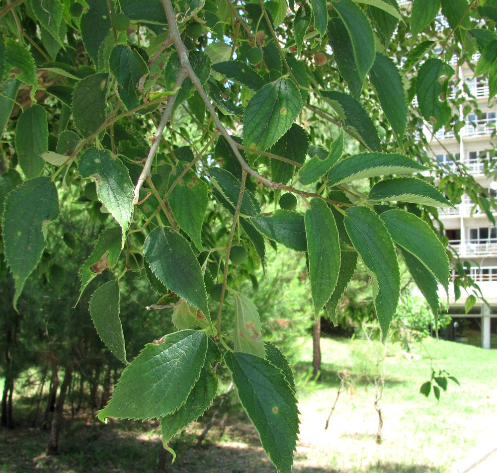 Image of Celtis australis specimen.