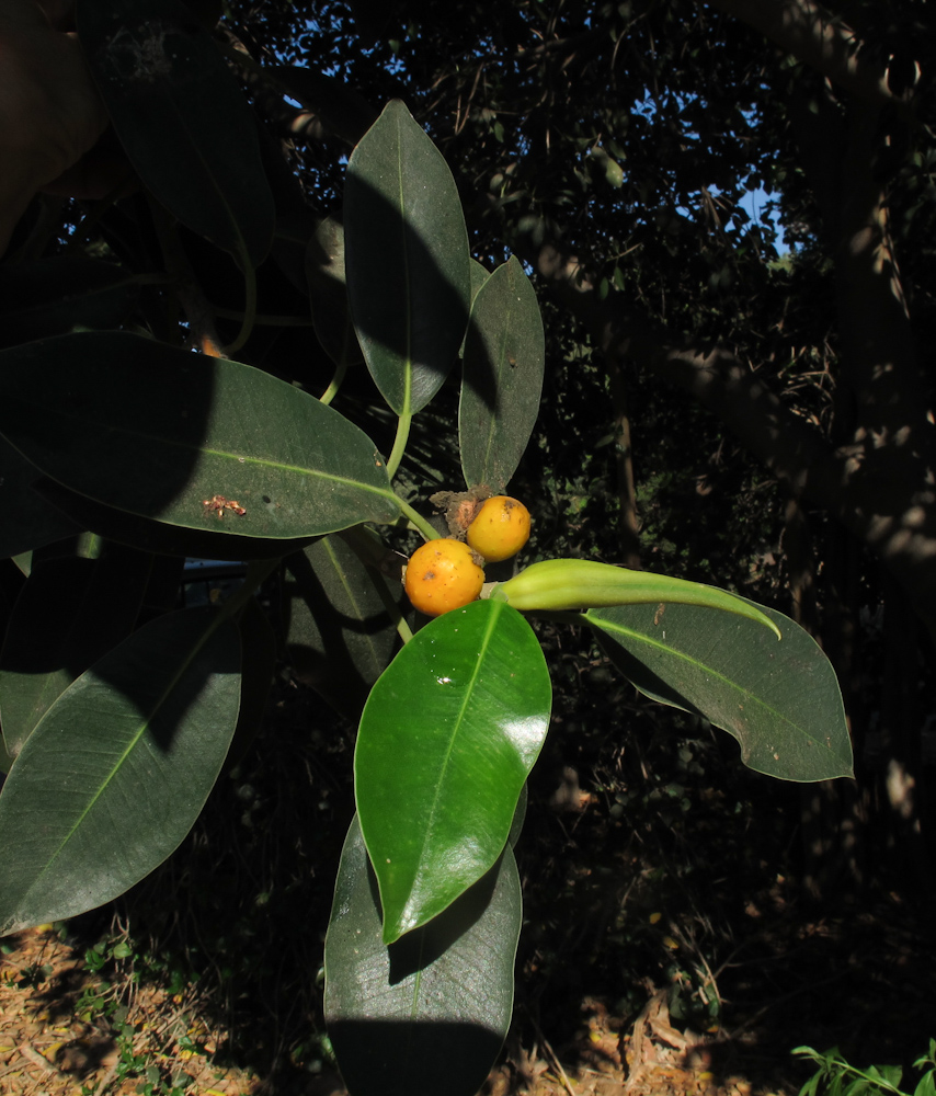 Image of Ficus obliqua specimen.