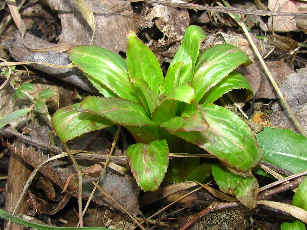 Image of Epilobium hirsutum specimen.