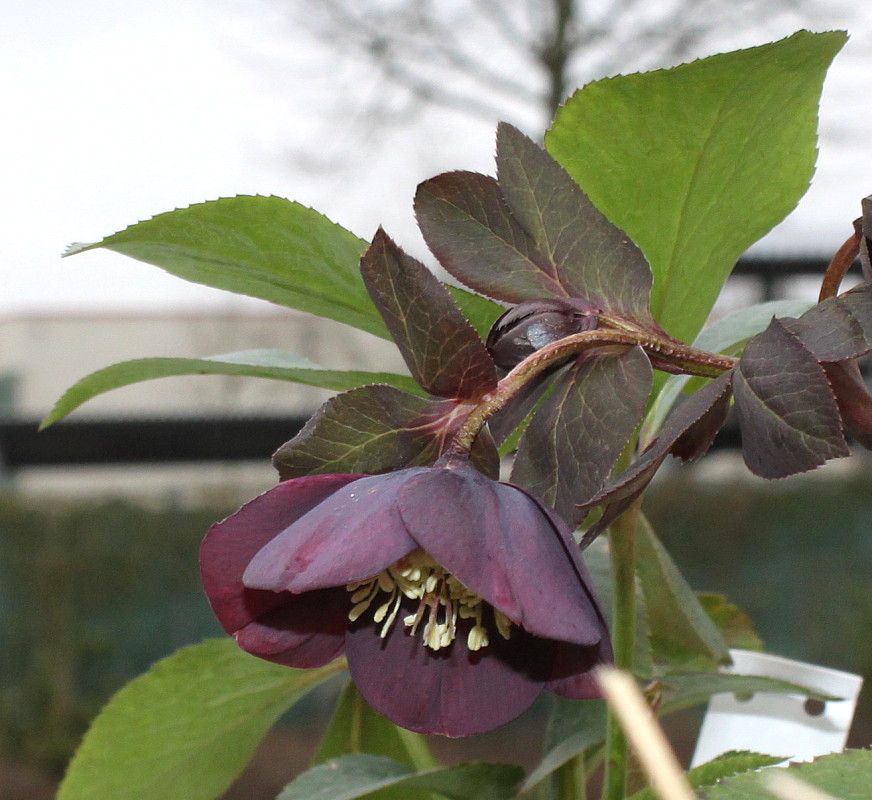 Image of Helleborus orientalis specimen.