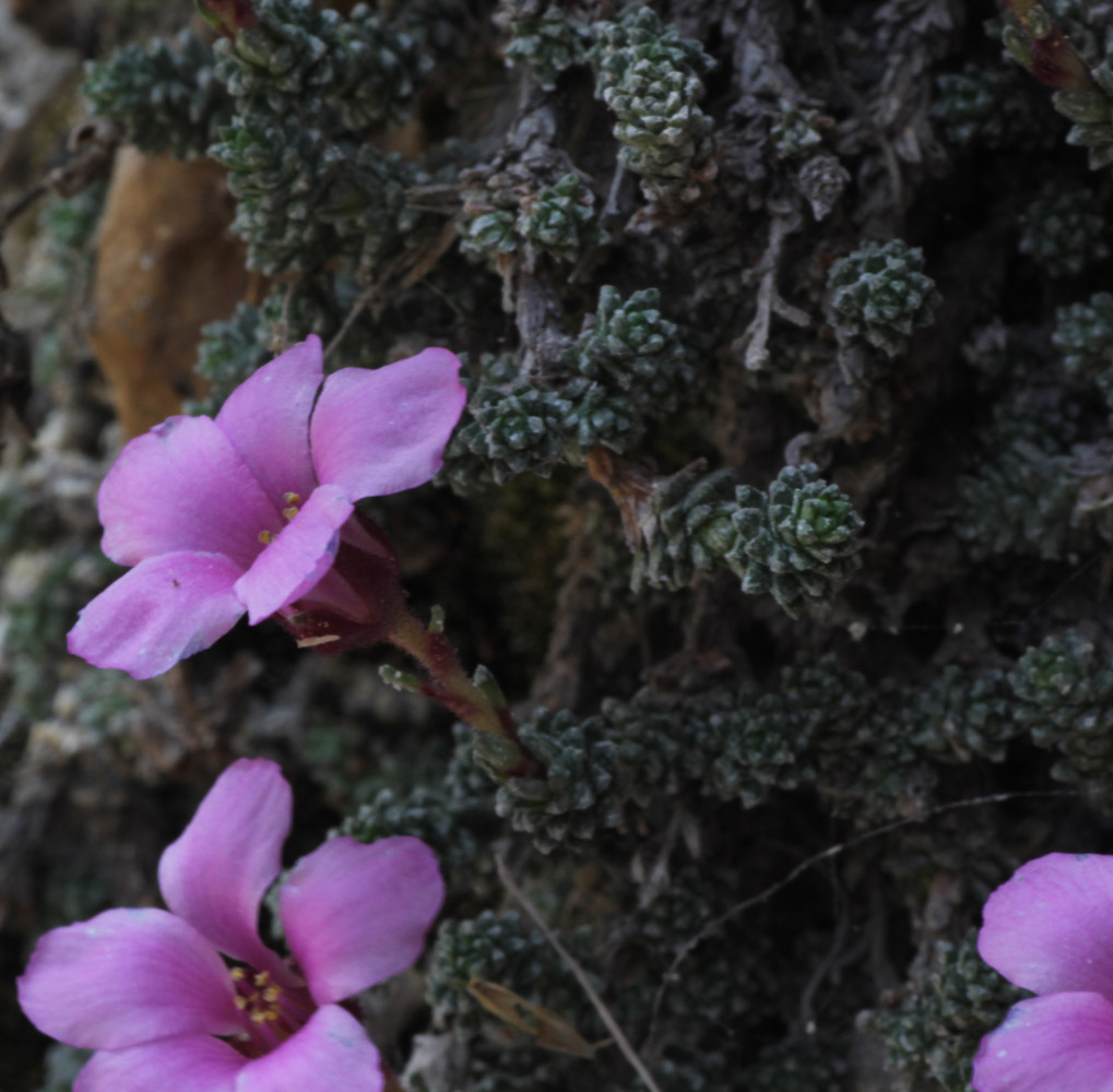 Image of Saxifraga columnaris specimen.