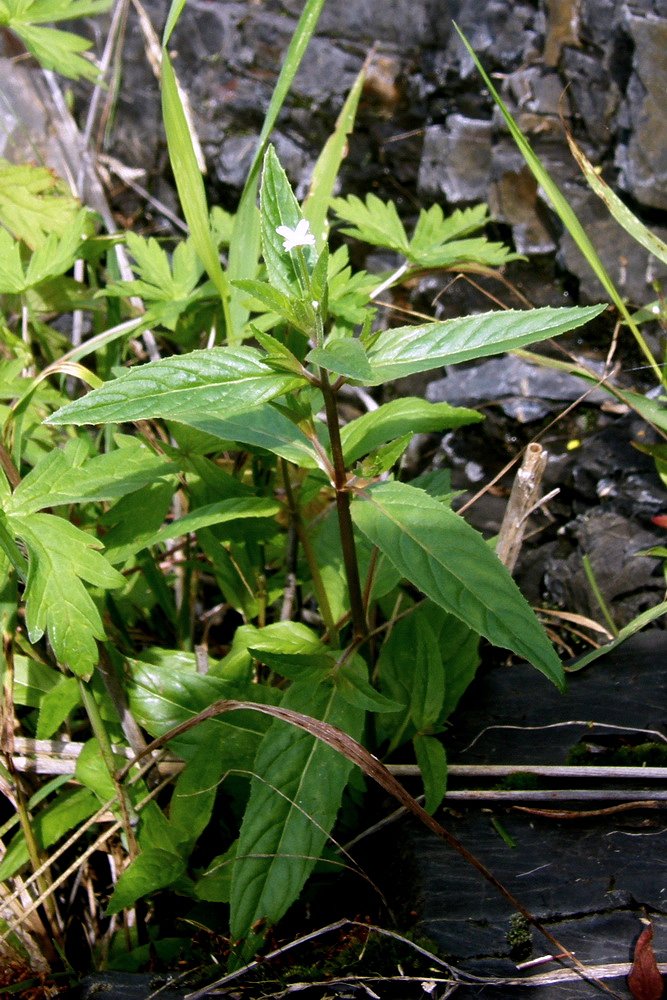 Image of Epilobium maximowiczii specimen.