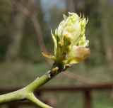 Sassafras albidum. Верхушка побега с развивающимся соцветием. Германия, г. Krefeld, ботанический сад. 20.04.2013.