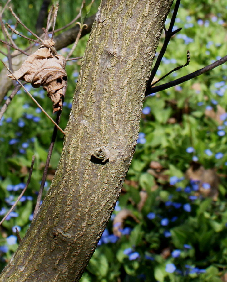 Image of Cynoxylon sinense specimen.